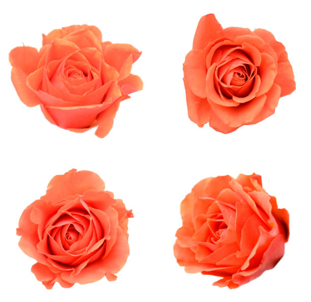 istock Colorful orange rose flowers, isolated on white 1292604785