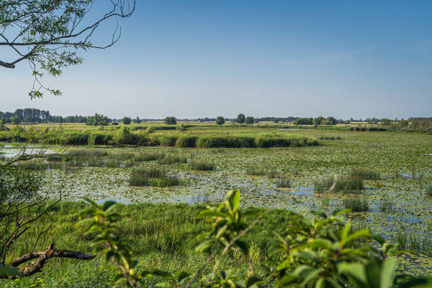 istock Wetlands of Cedynia Landscape Park in the valley of Oder River 1292604865