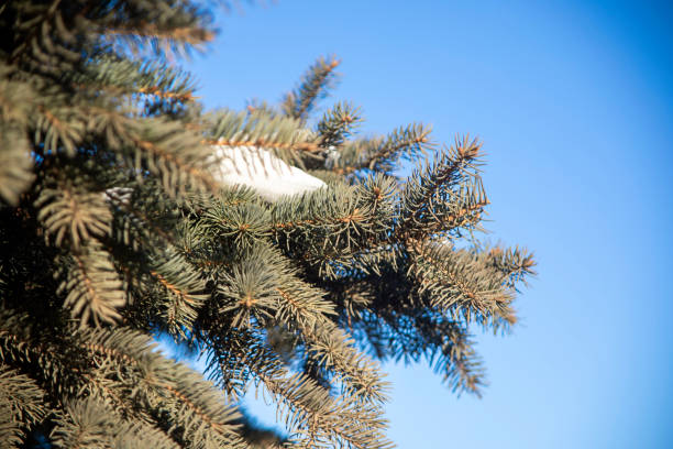 istock Christmas tree branch in the snow 1292605432