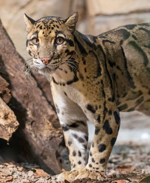 istock Close up view of a Clouded Leopard 1292605624