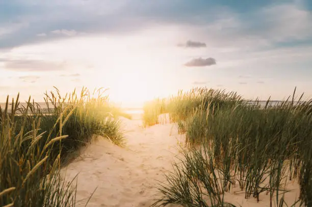 Sand dune Landscape Island of Sylt, Schleswig-Holstein, Germany