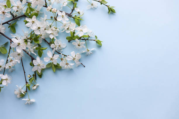 istock mockup of a spring postcard. blossoming cherry branch and place for text. congratulation. invitation 1292608553