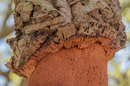 Cork on the bark of the cork oak tree, macro photography in orange and brown tones