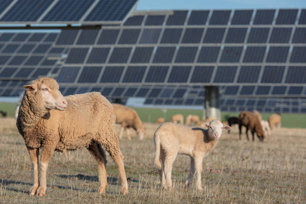 istock Solar panels and flock of sheep sharing nature 1292609386