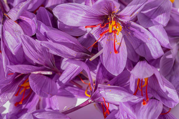 istock Saffron flowers with colouring in foreground 1292609395