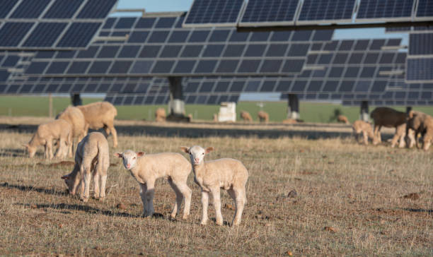 istock Solar panels and flock of sheep sharing nature 1292609405