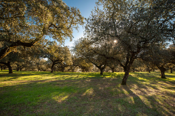 holm-eichen bei sonnenuntergang auf einer wiese - quercus ilex stock-fotos und bilder