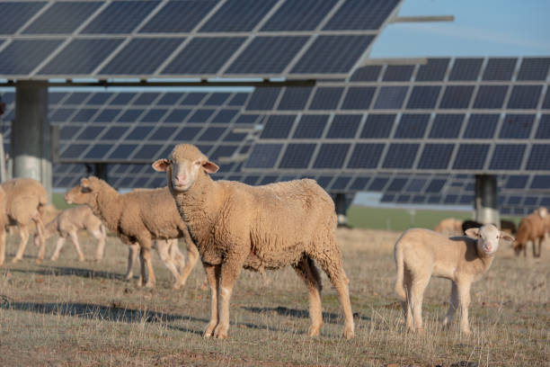 istock Solar panels and flock of sheep sharing nature 1292609452