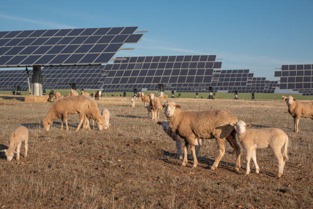 istock Solar panels and flock of sheep sharing nature 1292609474