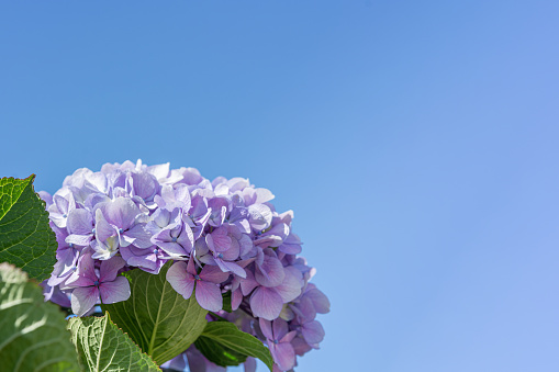 Hydrangea close up on sky blue background on a clear day with space for text