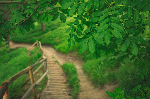 summer time green park tree foliage outdoor environment space path way dirt road with stairs soft focus concept nature picture