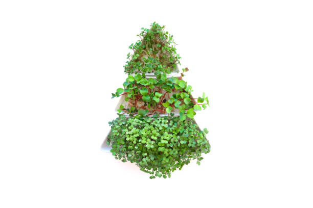 istock Sprouted radish seeds microgreens. Earth Day. Seed Germination at home. Space for text. Concept Vegan and healthy eating. Growing sprouts 1292611481