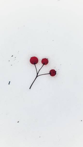 istock Red Berries in the Snow 1292611849