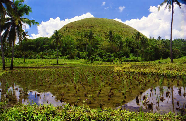 panoramablick über reisfeld mit wasser auf grünem hügel mit palmen - philippinen, bohol, schokoladenhügel - bohol stock-fotos und bilder