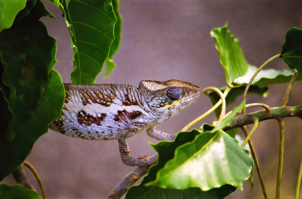 nahaufnahme von braunen weißen chamäleon (furcifer pardalis) auf baumzweig des tropischen waldes - madagaskar - chameleon africa rainforest leaf stock-fotos und bilder