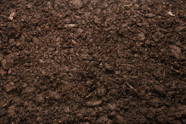 istock Black land for plant background. 1292615031