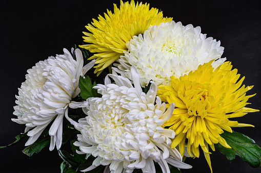 Bouquet of chrysanthemum flowers close up on a black background