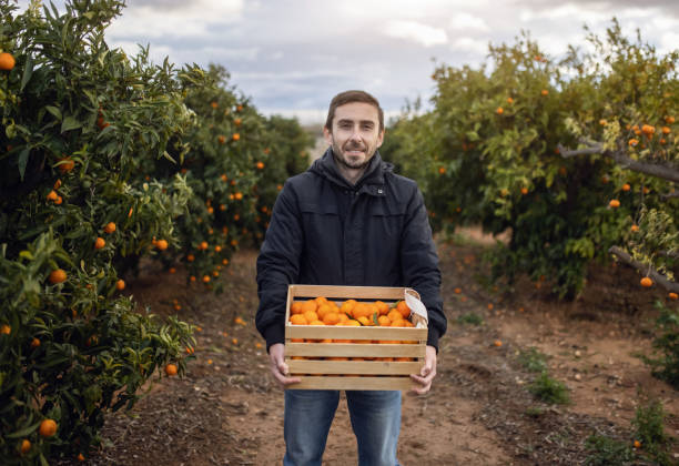 農家はみかんの箱を持って立って、男は柑橘類のプランテーションからオレンジとみかんを選び、収穫し、木からオレンジを摘みます。4kビュー - tangerine citrus fruit organic orange ストックフォトと画像