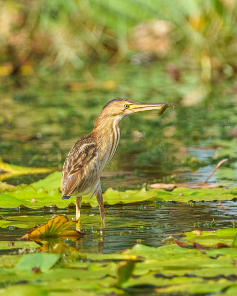 istock Yellow bittern feeding small fish in a lake 1292616119