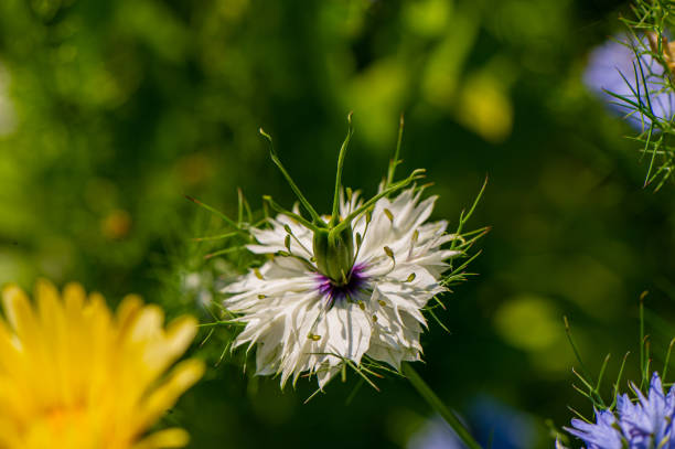 Black cumin flowers on a sunny day on a blurred green background. Spring season.
