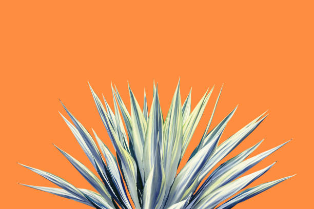 istock Variegated Agave Plant on Colorful Orange Background 1292619392