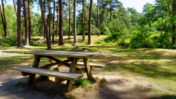 istock Picnic park with benches, seats and tall pine trees. 1292619495