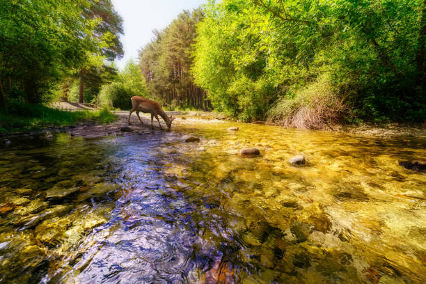 istock Little deer drinking water from mountain stream with golden colors. 1292619498