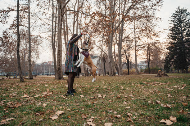 istock Happy dogs jump really high 1292619769