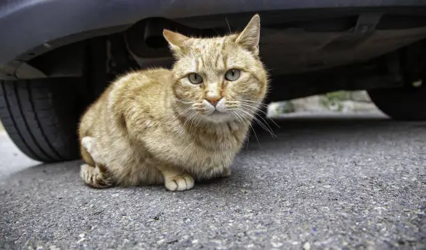 Photo of Stray cat under car