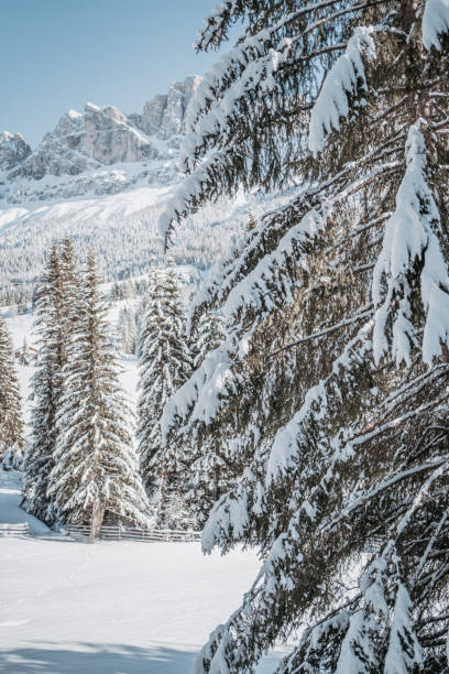 istock Snow-laden trees in the dolomites 1292620888