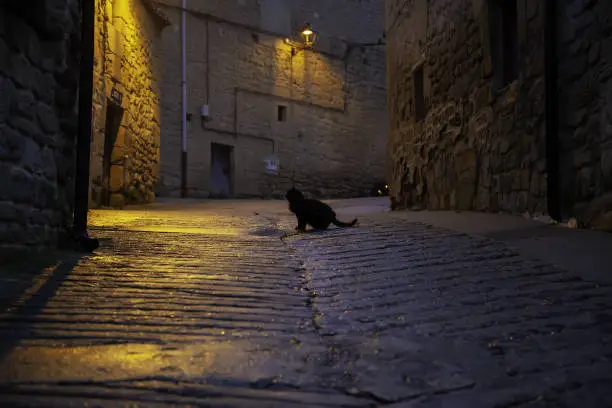 Photo of Abandoned street cats