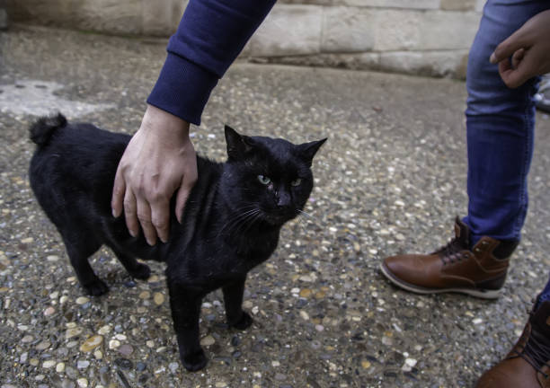 istock Abandoned street cats 1292620924
