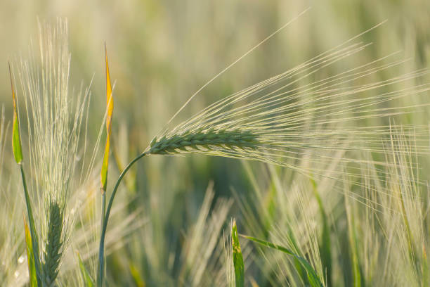 orejas jóvenes y verdes de cebada. campo agrícola en primavera. - barley grass crop field fotografías e imágenes de stock