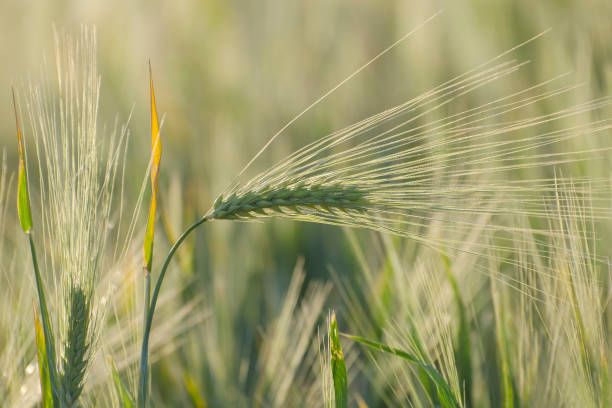 보리의 젊고 녹색 귀. 봄의 농업 분야. - barley grass field green 뉴스 사진 이미지