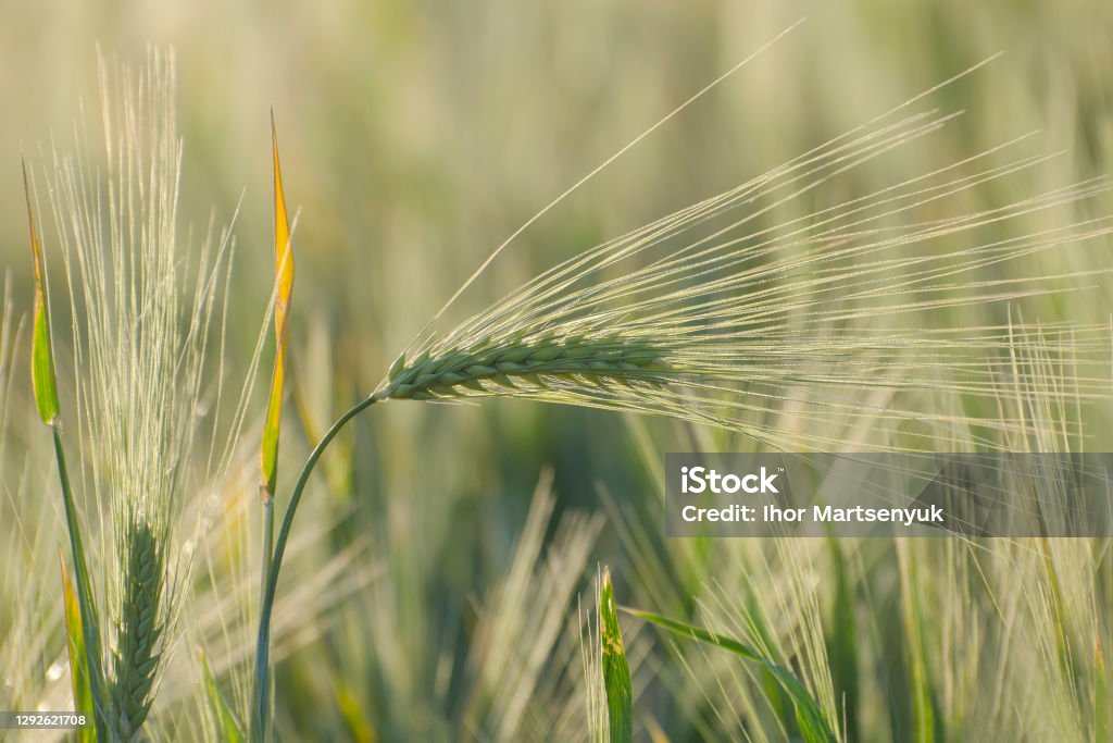 Young and green ears of barley. Agricultural field in the spring. Young and green ears of barley. Agricultural field in the spring. Spikelets and stems of crops. Spikelet Stock Photo
