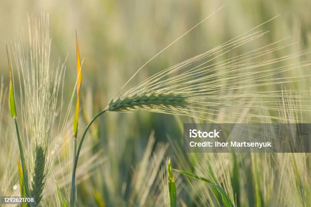 Young And Green Ears Of Barley Agricultural Field In The Spring Stock Photo - Download Image Now