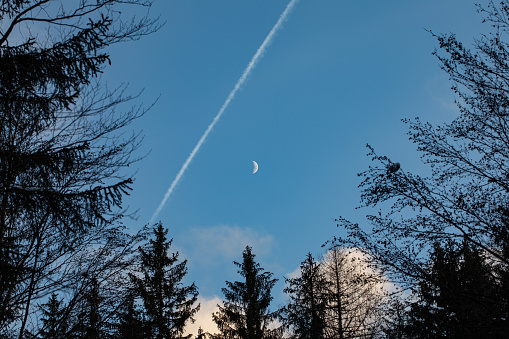 Vertical panoramic view of some trees at sundown during winter season, forests of Tarvisio (UD), FVG region, Italy.