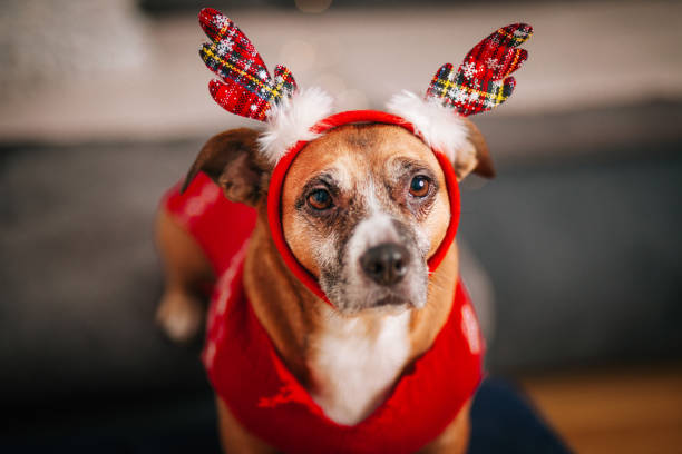 istock Dog Celebrating New Year's Day 1292622221