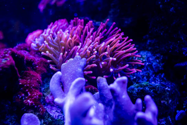 l’étonnante diversité de l’anémone de mer. récif corallien d’aquarium. anémone de pointe de bulle de mer sous la lumière bleue dans l’aquarium. mise au point sélective - tentacled sea anemone photos et images de collection