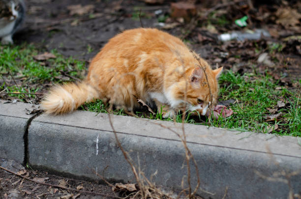 istock The yard cat is eating. Ginger, street cat. 1292623682