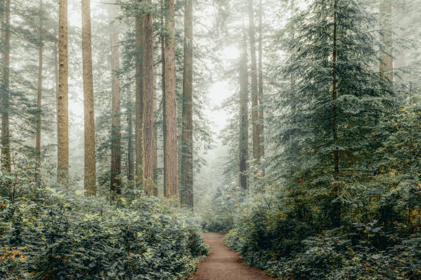 winter in de sequoias - forest stockfoto's en -beelden
