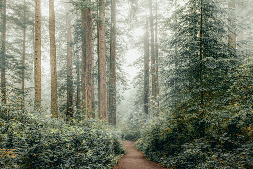istock Winter in the Sequoias 1292624259