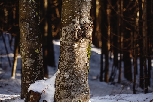 Particular partial view of a tree trunk in the woods surrounded by snow during winter season at sunlight, FVG region, Italy.