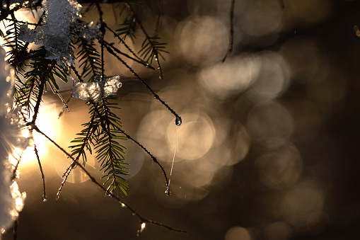 Macro view of a fir tree branch lit up by the sun light, winter season, FVG region, Italy.