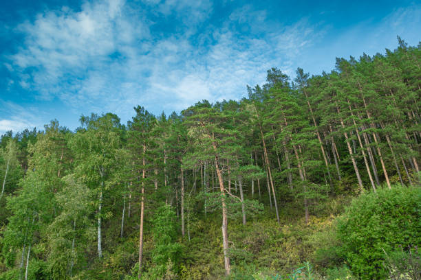 istock Green pine forest on hillside on summer day. 1292624936