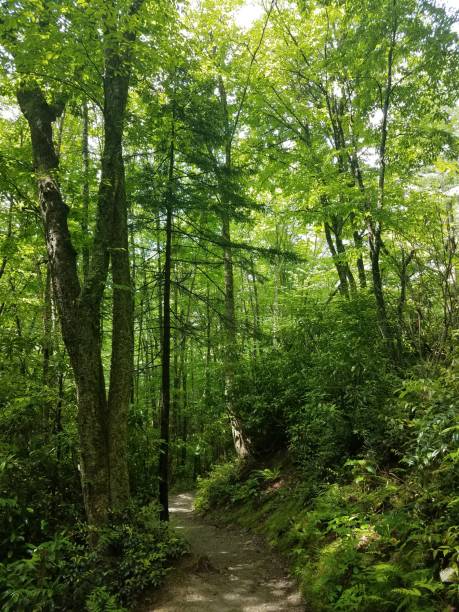 istock NC Mountain Hiking Trail 1292625937