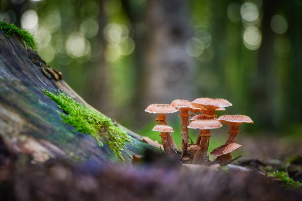 Porcini mushrooms stock photo