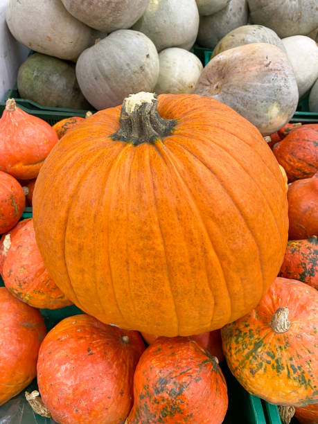 istock large orange pumpkin on a background of pumpkins 1292627502