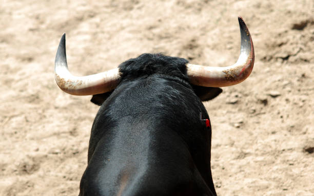 istock Horns of strong bull 1292628459