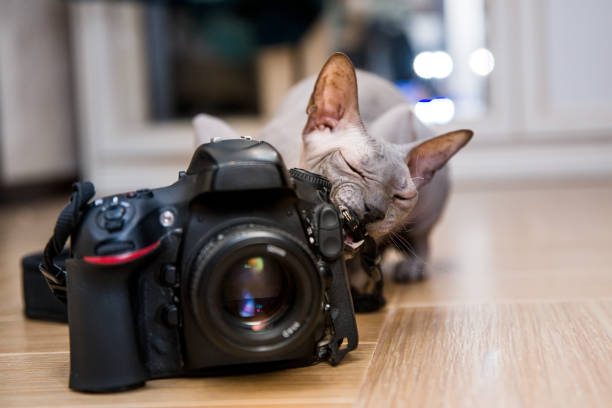 istock Sphynx cat gnaws at the camera at shallow depth of field 1292628592